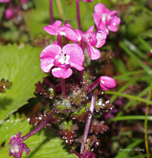 pedicularis-punctata-eflora-of-india